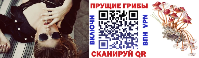 Купить закладки  Черногорск  Галлюциногенные грибы мицелий 